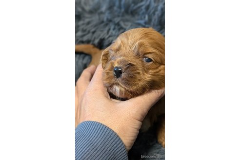 成約済の愛知県のコッカプー:アメリカンコッカースパニエル×トイプードル-349445の4枚目