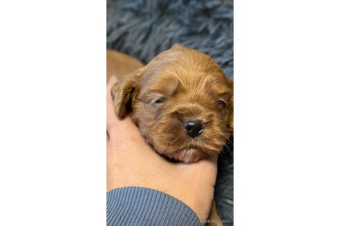 成約済の愛知県のコッカプー:アメリカンコッカースパニエル×トイプードル-349445の5枚目