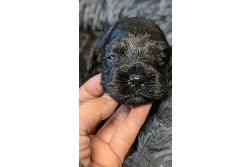 成約済の愛知県のコッカプー:アメリカンコッカースパニエル×トイプードル-350308の8枚目