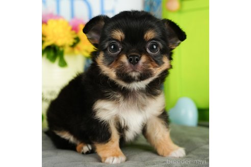 成約済の埼玉県のチワワ(ロングコート)-350324の7枚目