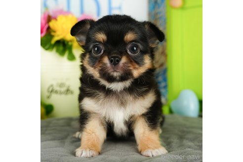 成約済の埼玉県のチワワ(ロングコート)-350324の3枚目