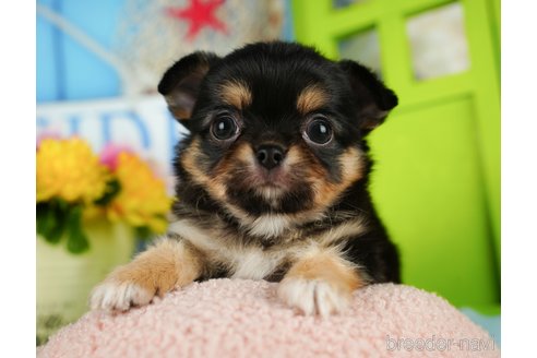 成約済の埼玉県のチワワ(ロングコート)-350324の4枚目