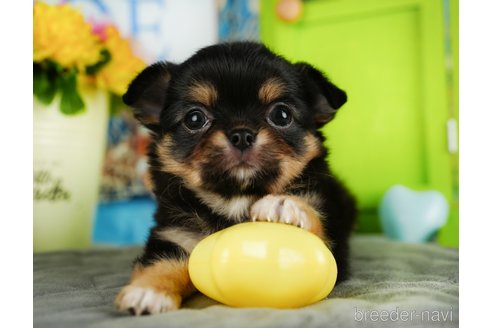 成約済の埼玉県のチワワ(ロングコート)-350324の1枚目