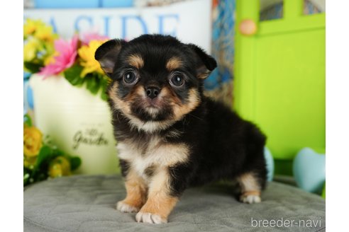 成約済の埼玉県のチワワ(ロングコート)-350324の6枚目