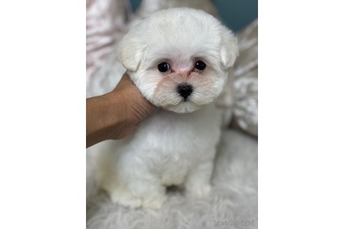 成約済の東京都のミックス犬-350331の2枚目