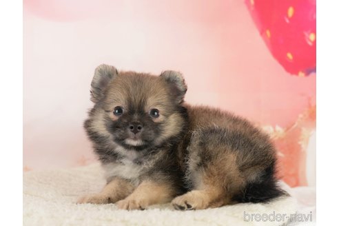 成約済の埼玉県のポメチワ:ポメラニアン×チワワ-350327の5枚目
