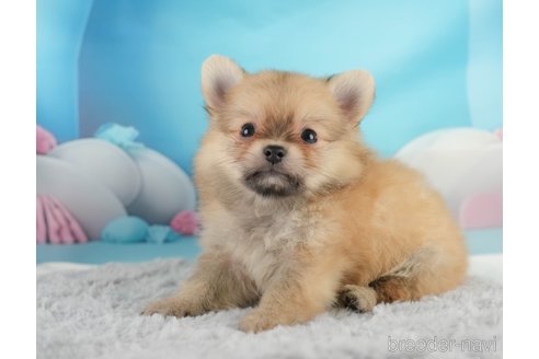 成約済の埼玉県のポメチワ:ポメラニアン×チワワ-350328の4枚目