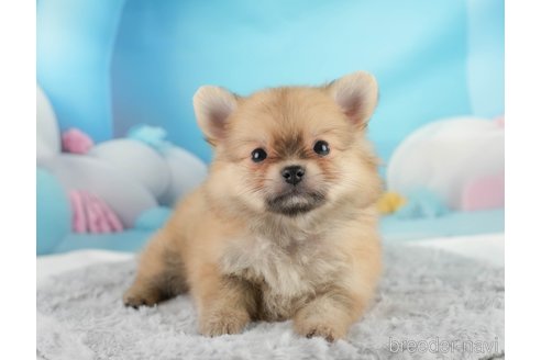 成約済の埼玉県のポメチワ:ポメラニアン×チワワ-350328の5枚目