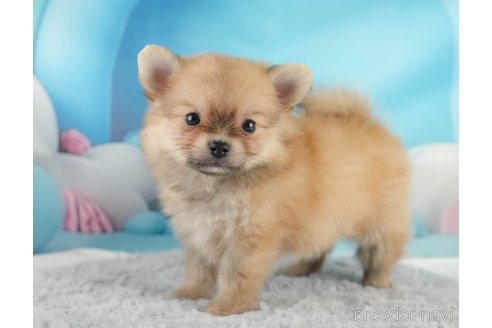 成約済の埼玉県のポメチワ:ポメラニアン×チワワ-350328の6枚目