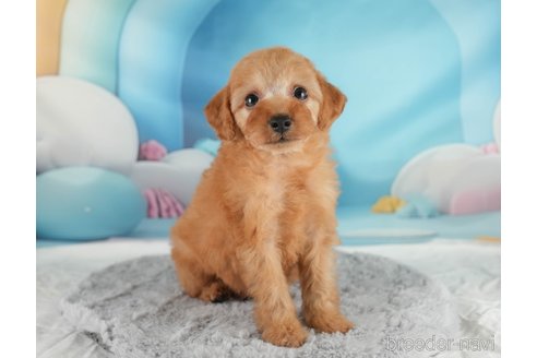 成約済の埼玉県のトイプードル-350329の5枚目