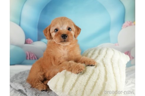 成約済の埼玉県のトイプードル-350329の6枚目