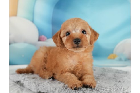 成約済の埼玉県のトイプードル-350329の7枚目