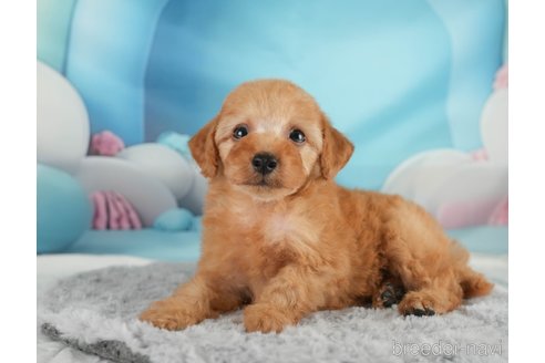 成約済の埼玉県のトイプードル-350329の3枚目