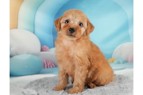 成約済の埼玉県のトイプードル-350329の4枚目