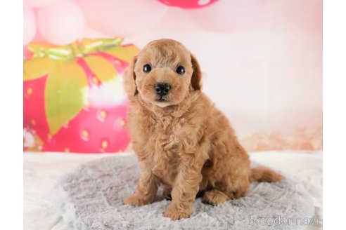 成約済の埼玉県のトイプードル-350338の6枚目