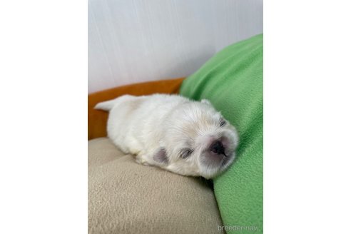 成約済の滋賀県のペキニーズ-350340の39枚目