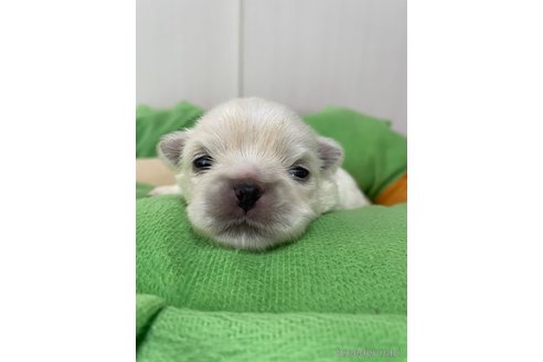 成約済の滋賀県のペキニーズ-350340の37枚目