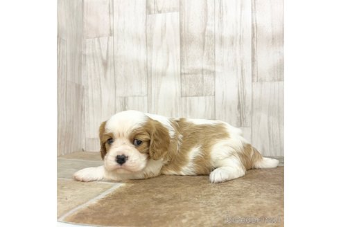 成約済の愛知県のキャバリアキングチャールズスパニエル-350367の2枚目