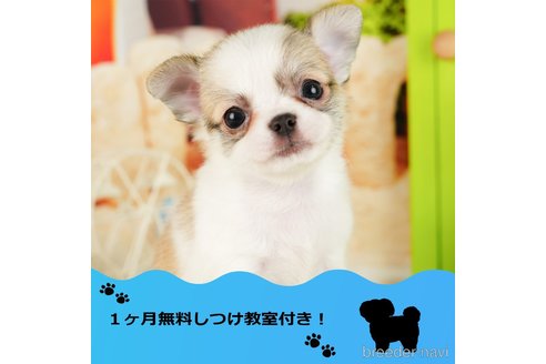 成約済の千葉県のチワワ(ロングコート)-350370の1枚目