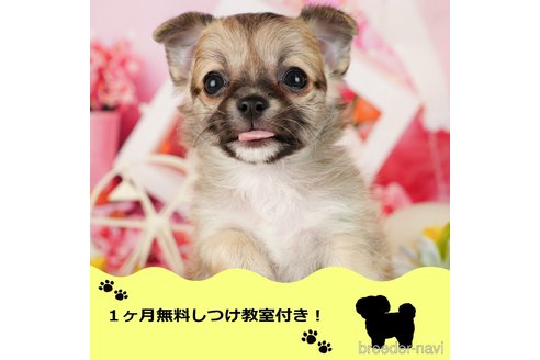 成約済の千葉県のチワワ(ロングコート)-350371の1枚目