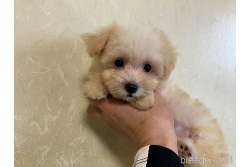 成約済の福岡県のマルプー:マルチーズ×トイプードル-350379の1枚目