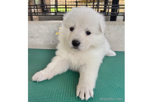 成約済の山梨県のホワイトシェパード-347373