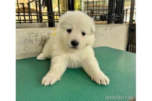 成約済の山梨県のホワイトシェパード-347373の3枚目