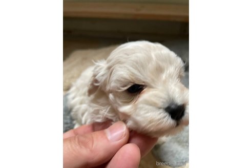 成約済の栃木県のマルプー:マルチーズ×トイプードル-344600の7枚目