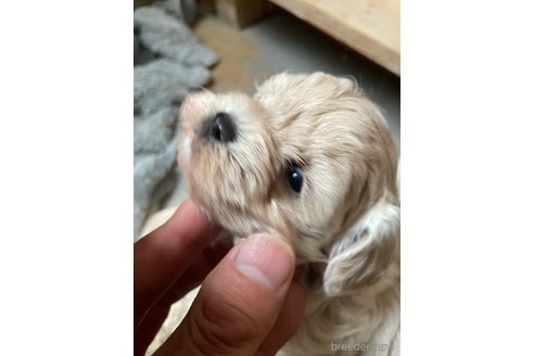 成約済の栃木県のマルプー:マルチーズ×トイプードル-344601の6枚目