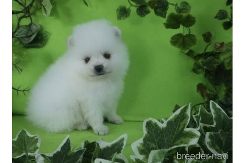 成約済の神奈川県のポメラニアン-350407の4枚目