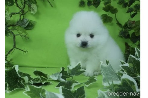 成約済の神奈川県のポメラニアン-350408の5枚目