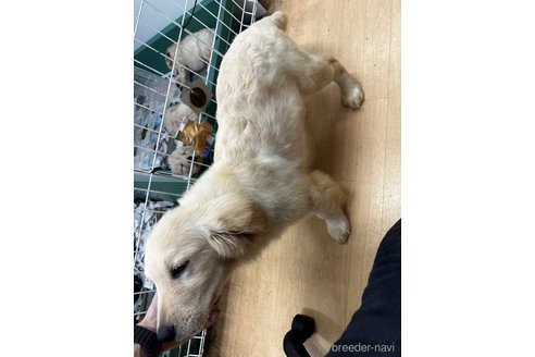 成約済の千葉県のゴールデンレトリーバー-329453の4枚目