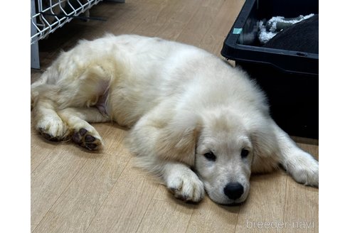 成約済の千葉県のゴールデンレトリーバー-329453の3枚目