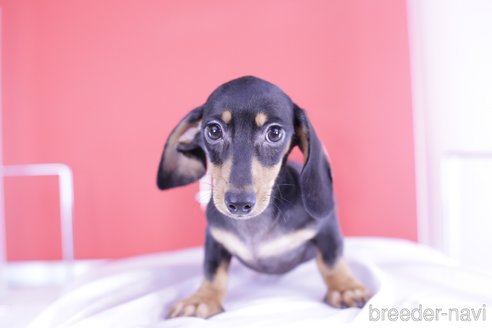 成約済の愛知県のカニンヘンダックスフンド(スムースヘアード)-331150の8枚目