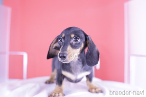 成約済の愛知県のカニンヘンダックスフンド(スムースヘアード)-331150の3枚目