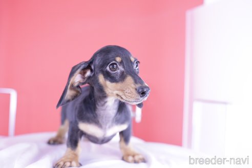 成約済の愛知県のカニンヘンダックスフンド(スムースヘアード)-331150の4枚目