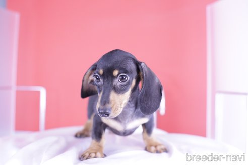 成約済の愛知県のカニンヘンダックスフンド(スムースヘアード)-331150の6枚目