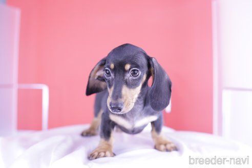 成約済の愛知県のカニンヘンダックスフンド(スムースヘアード)-331150の7枚目