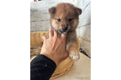 成約済の静岡県の柴犬-350414の1枚目