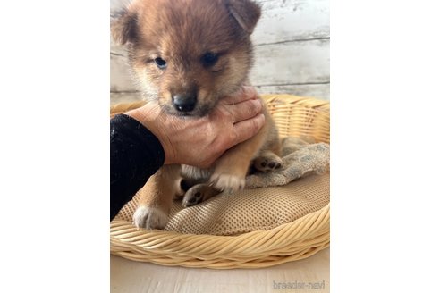 成約済の静岡県の柴犬-350414の2枚目