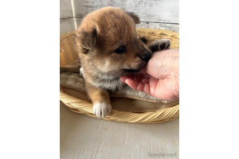 成約済の静岡県の柴犬-350414の3枚目