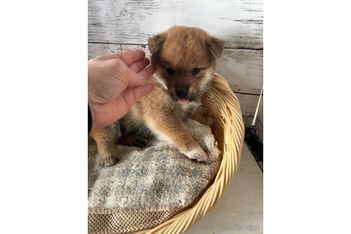成約済の静岡県の柴犬-350414の4枚目