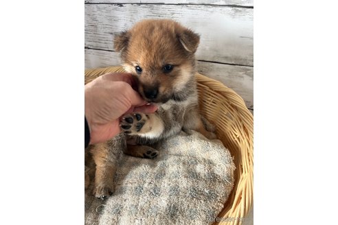 成約済の静岡県の柴犬-350414の5枚目