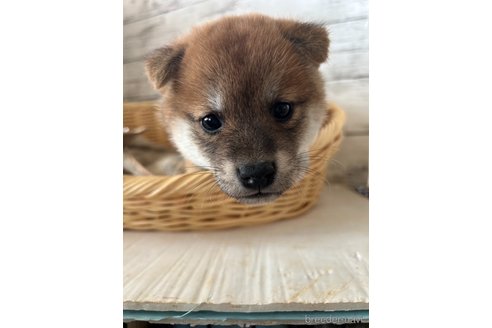 成約済の静岡県の柴犬-350415の1枚目