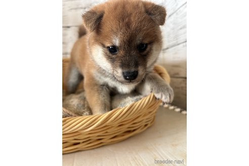 成約済の静岡県の柴犬-350415の5枚目