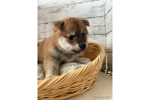 成約済の静岡県の柴犬-350415の2枚目