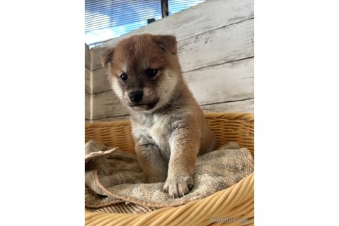 成約済の静岡県の柴犬-350415の4枚目