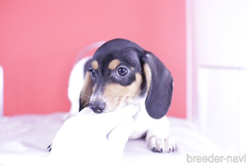 成約済の愛知県のミニチュアダックスフンド(スムースヘアード)-340948の5枚目