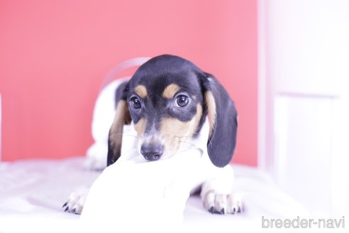 成約済の愛知県のミニチュアダックスフンド(スムースヘアード)-340948の6枚目