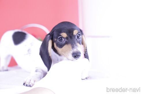 成約済の愛知県のミニチュアダックスフンド(スムースヘアード)-340948の2枚目